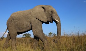实在是养不起了，津巴布韦再出口近百头大象